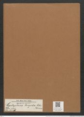 Cystopleura turgida (Ehr) Kunze (de-Toni-Nr.: Genus 103, Species 3116) Zeichnungen Sammlung Grunow Mappe 03349 (Herbarium_W_Grunow_drawings_Folder_03349)
